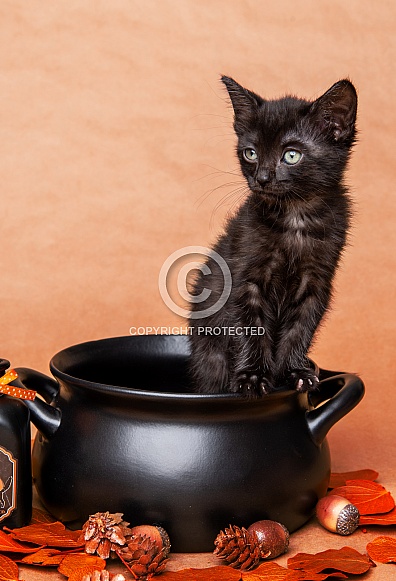 Cute kittens for Halloween Cute kittens for Halloween