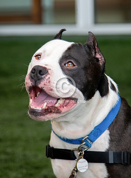 Happy, smiling pitbull Happy, smiling pitbull