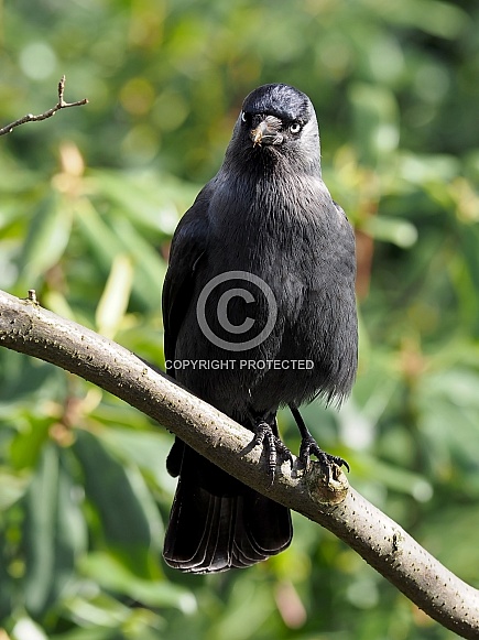 Jackdaw Jackdaw