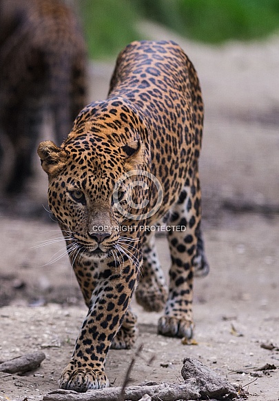 Sri Lankan Leopard