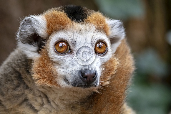 Crowned Lemur (Eulemur coronatus) Crowned Lemur (Eulemur coronatus)