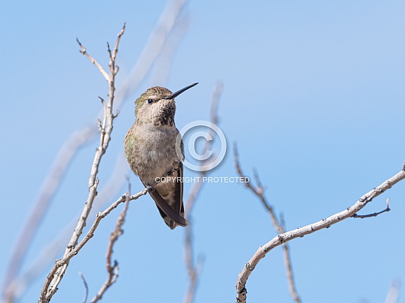 Anna's Hummingbird Female or Immature Anna's Hummingbird Female or Immature