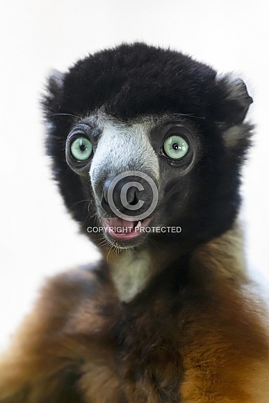 Crowned sifaka (Propithecus coronatus) Crowned sifaka (Propithecus coronatus)