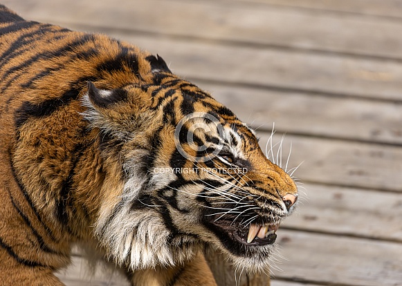 Sumatran Tiger Sumatran Tiger