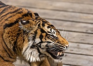Sumatran Tiger