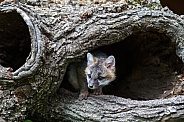 Red Fox Kit peeks out of a burrell