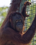 Orangutan