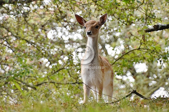 Fallow Deer Fallow Deer