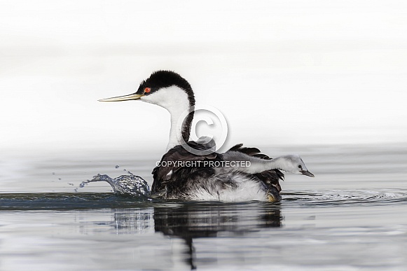Western Grebe