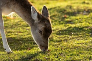 fallow deer