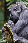 Western Lowland Gorilla (Gorilla Gorilla Gorilla)