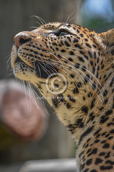 African Leopard Cub