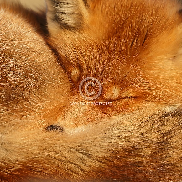 Red fox and cubs Red fox and cubs