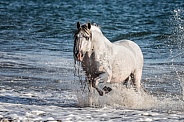 Andalusian Horse--Sea Horse