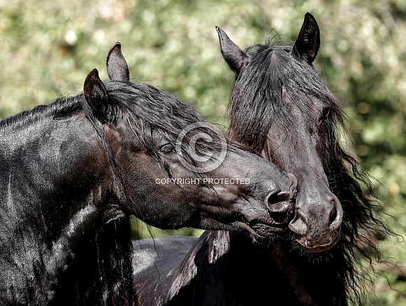 Friesian Horses Friesian Horses