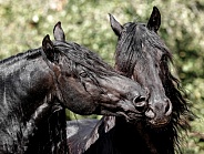 Friesian Horses