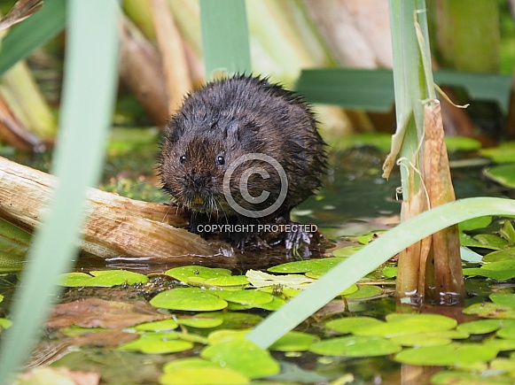 Water Vole