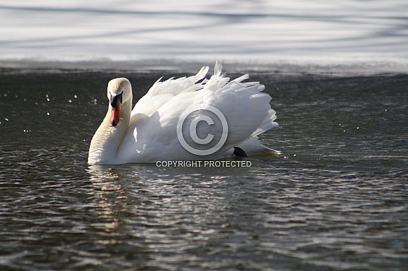 Mute Swan Mute Swan