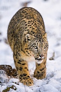 Snow leopard walking in snow