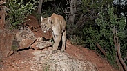 Mountain Lion / Cougar (wild)