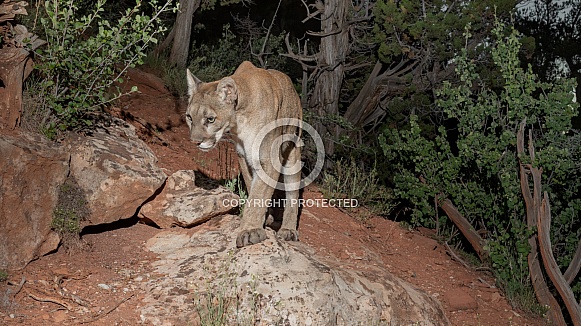 Mountain Lion / Cougar (wild)