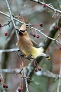Cedar Waxwing (Bombycilla cedrorum)