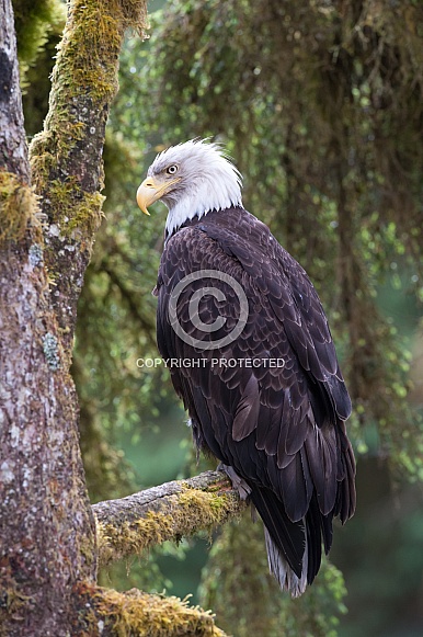 Bald Eagle