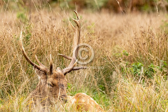 fallow deer