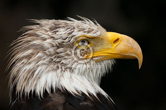 Bald eagle