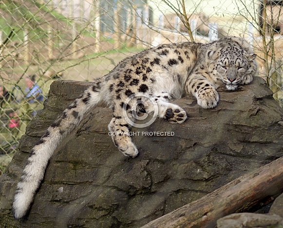 Snow Leopard