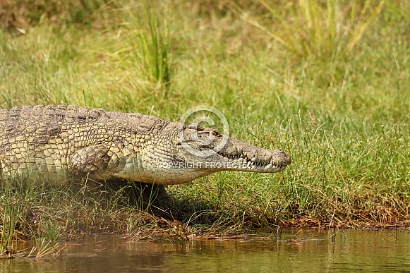 Nile Crocodile Nile Crocodile