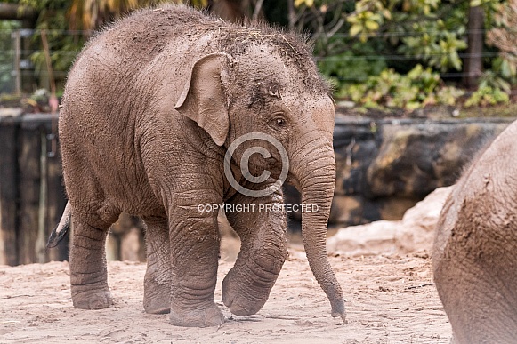 Young Asiatic Elephant Full Body Walking
