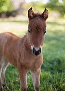 Equus caballus, horse, pony