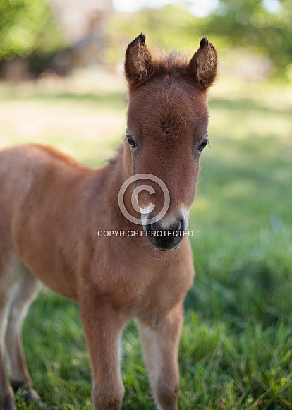 Equus caballus, horse, pony