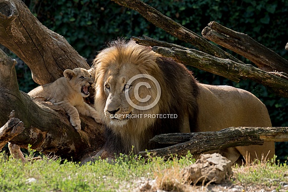 African Lion and Cub