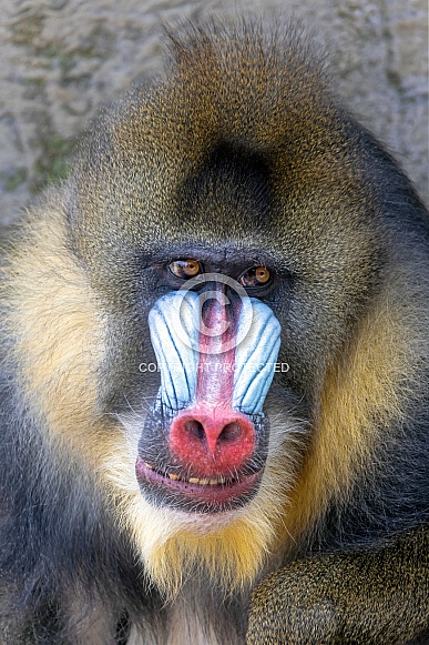 Mandrill (Mandrillus sphinx)