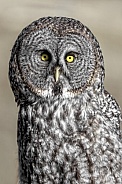 Great Grey Owl--Bright Eyes