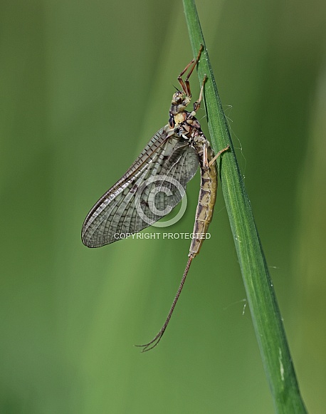 Mayfly