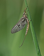 Mayfly