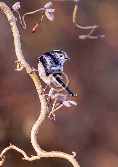 Long tailed tit