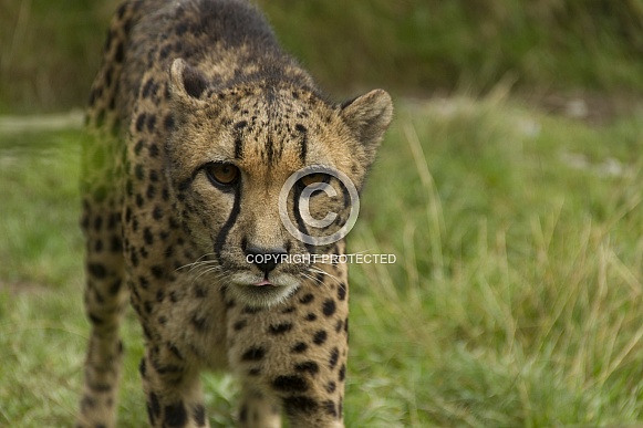 Cheetah Cheetah