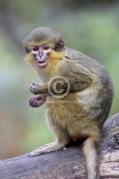 Gabon talapoin (Miopithecus ogouensis)