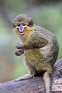 Gabon talapoin (Miopithecus ogouensis)