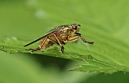 Yellow Dung Fly