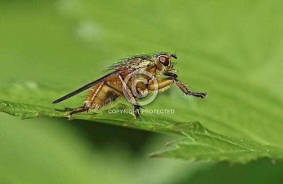 Yellow Dung Fly