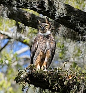 great horned owl (bubo virginianus) perched on giant oak tree with resurrection fern