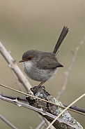 Superb fairy wren (wild)