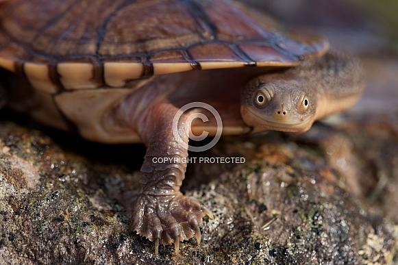 Eastern snake-necked turtle.