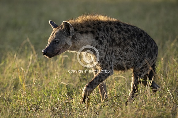 Adult Hyena
