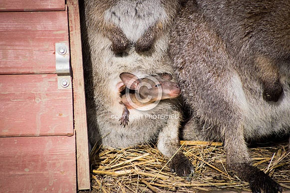 Wallaby